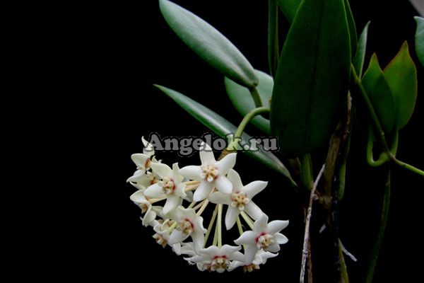 фото Хойя аустралис (Hoya Australis vari) от магазина магазина орхидей Ангелок