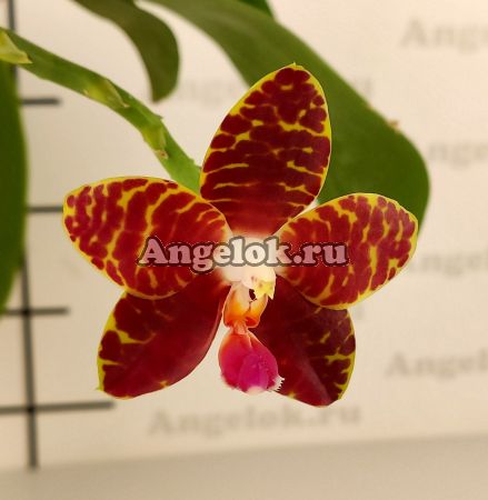 фото Фаленопсис (Phalaenopsis Pylo’s Mosaic) Тайвань от магазина магазина орхидей Ангелок