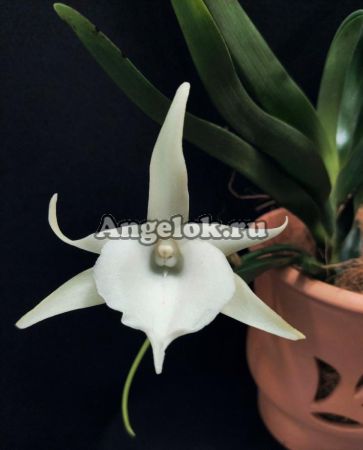 фото Ангрекум Вейтчи (Angraecum Veitchii) от магазина магазина орхидей Ангелок