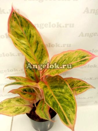 фото Аглаонема (Aglaonema Pink Aurora) от магазина магазина орхидей Ангелок