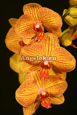 фото Фаленопсис (Phalaenopsis Long Apollo) от магазина магазина орхидей Ангелок