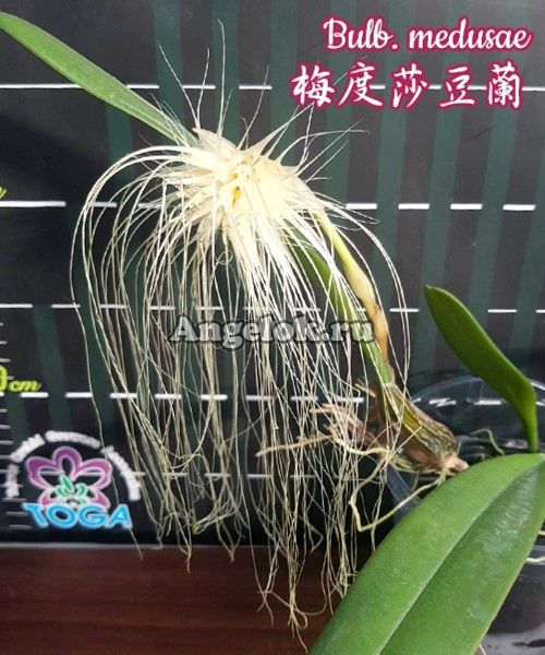 фото Бульбофиллум Медуза (Bulbophyllum medusae) от магазина магазина орхидей Ангелок