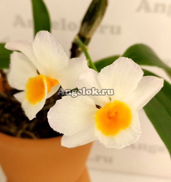 фото Дендробиум Фармера (Dendrobium farmeri) от магазина магазина орхидей Ангелок