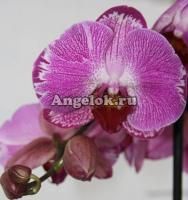 Фаленопсис (Phalaenopsis ) ph-35_4