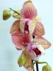 фото Фаленопсис (Phalaenopsis Baldan's Kaleidoscope) пелорик от магазина магазина орхидей Ангелок