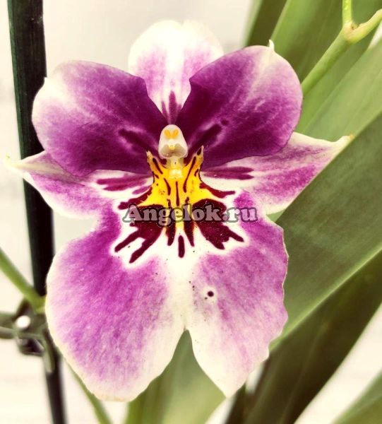 фото Мильтония Принцесса Диана (Miltoniopsis Princess Diana 'Red Baron' ) от магазина магазина орхидей Ангелок