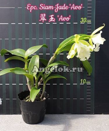 фото Epicattleya (Epc. Siam Jade 'Avo') Тайвань от магазина магазина орхидей Ангелок