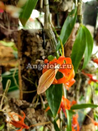 фото Дендробиум Уникальный (Dendrobium unicum) от магазина магазина орхидей Ангелок