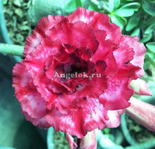 фото Адениум (Adenium obesum Maya) от магазина магазина орхидей Ангелок