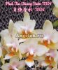 фото Фаленопсис (Phalaenopsis Tzu Chiang Balm '3304') Тайвань от магазина магазина орхидей Ангелок