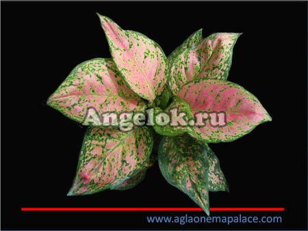 фото Аглаонема (Aglaonema Pink anyamanee) от магазина магазина орхидей Ангелок