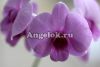 фото Дендробиум фаленопсис мини (Dendrobium Phalaenopsis ) d-05 от магазина магазина орхидей Ангелок