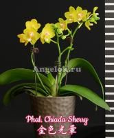 Фаленопсис (Phalaenopsis Chiada Sherry) Тайвань