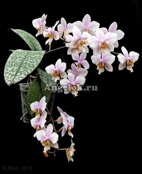 фото Фаленопсис Филадельфия (Phalaenopsis Philadelphia) от магазина магазина орхидей Ангелок