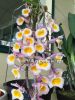 Дендробиум (Dendrobium Primulinum from Loas 'Yellow Lip') Тайвань