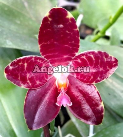 фото Фаленопсис (Phalaenopsis Yaphon Giganboy) Тайвань от магазина магазина орхидей Ангелок