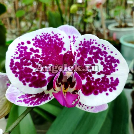 фото Фаленопсис (Phalaenopsis Miki White Peach '89') от магазина магазина орхидей Ангелок