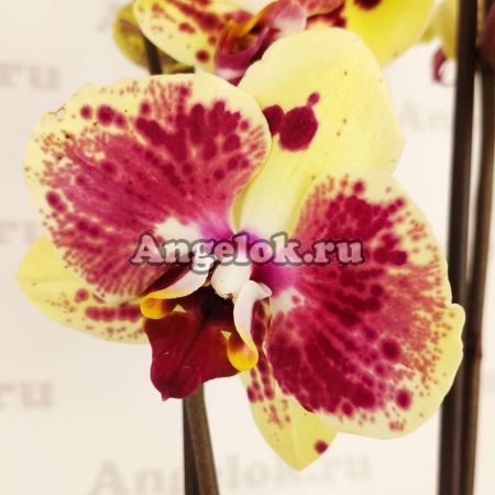 фото Фаленопсис (Phalaenopsis Exotic punch) от магазина магазина орхидей Ангелок