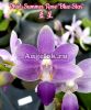 фото Фаленопсис (Phalaenopsis Summer Rose 'Blue Star') Тайвань от магазина магазина орхидей Ангелок