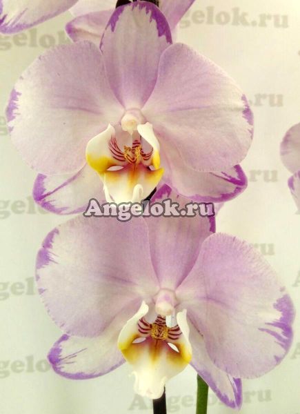 фото Фаленопсис Леванте (Phalaenopsis LeVante) от магазина магазина орхидей Ангелок