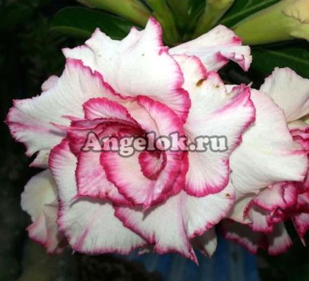 фото Адениум (Adenium obesum Lucky) от магазина магазина орхидей Ангелок