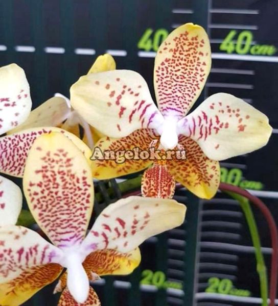 фото Фаленопсис (P.Tetra Star) Тайвань от магазина магазина орхидей Ангелок