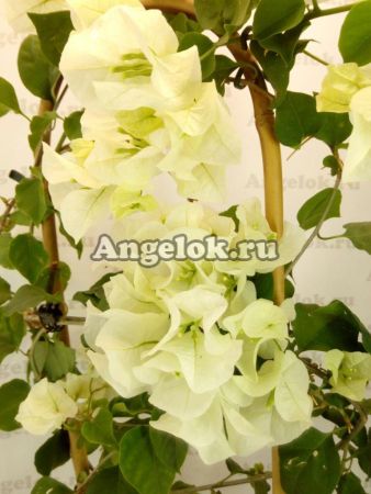 фото Бугенвиллия белая (Bougainvillea White Cascade) черенок от магазина магазина орхидей Ангелок