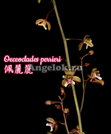 фото Оцеокладес (Oeceoclades perrieri) Тайвань от магазина магазина орхидей Ангелок