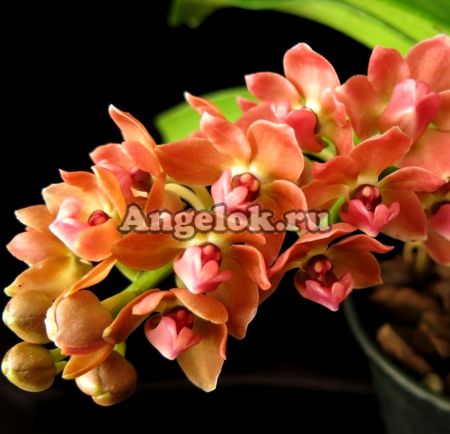 фото Ринхостилис (Rhy.gigantea var.orange) Тайвань от магазина магазина орхидей Ангелок