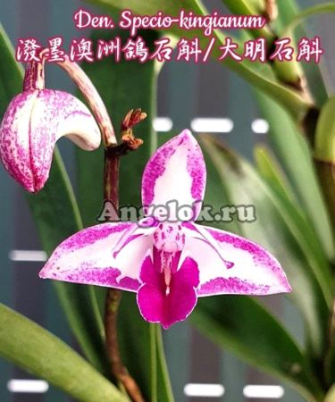 фото Дендробиум Кинга (Dendrobium specio-kingianum) белый от магазина магазина орхидей Ангелок