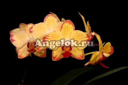 фото Фаленопсис Попугай (Phalaenopsis Papagayo) от магазина магазина орхидей Ангелок
