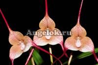 фото Дракула (Dracula houtteana) от магазина магазина орхидей Ангелок