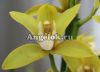 фото Цимбидиум (Cymbidium) c-07 от магазина магазина орхидей Ангелок