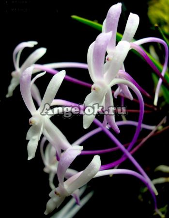 фото Неофинетия розовая (Neofinetia falcata Pink Shutenno) от магазина магазина орхидей Ангелок