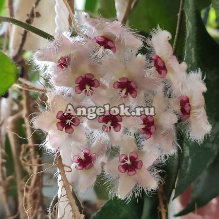 фото Хойя Каудата (Hoya caudata "Sumatra") черенок от магазина магазина орхидей Ангелок