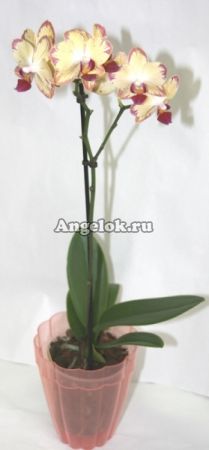 Горшок для орхидей Фантастика оранжевый 1,5л