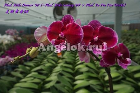 фото Фаленопсис Биг Лип (Phalaenopsis Miki Dancer '56' ) Тайвань от магазина магазина орхидей Ангелок