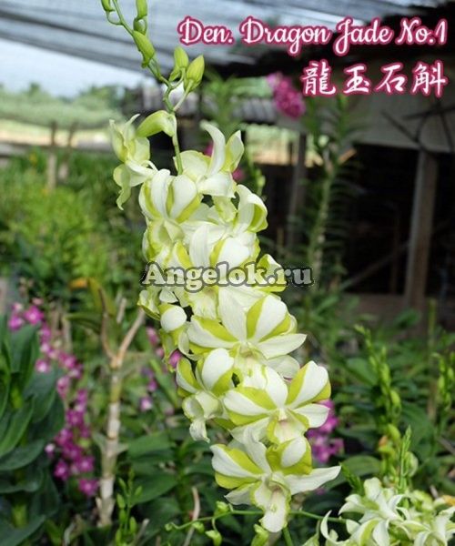 фото Дендробиум (Den. Dragon Jade No.1) Тайвань от магазина магазина орхидей Ангелок