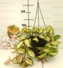 Хойя карноза Экзотика (Hoya Carnosa Exotica) подвесная