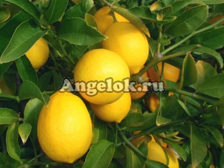 фото Лимон (Citrus limon) от магазина магазина орхидей Ангелок