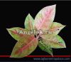 фото Аглаонема (Aglaonema Rouy Raiwan) от магазина магазина орхидей Ангелок