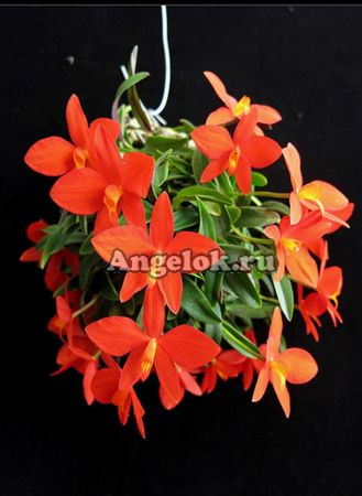 фото Софронитис (Sophronitis acuensis) от магазина магазина орхидей Ангелок