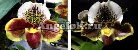фото Пафиопедилум (Paph.Winston Churchill × Paph.Enzan Willian) от магазина магазина орхидей Ангелок