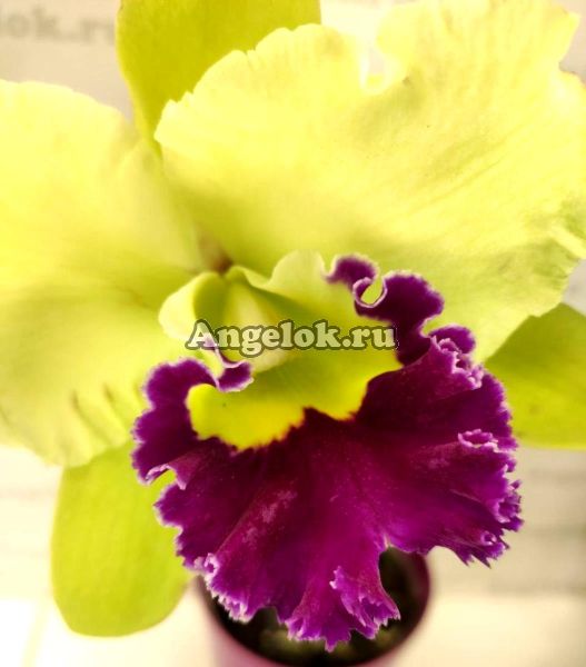 фото Каттлея (Blc.Ahchung Emerald) от магазина магазина орхидей Ангелок