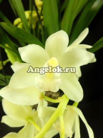 фото Цимбидиум каскадный белый (Cymbidium Ice Cascad) от магазина магазина орхидей Ангелок