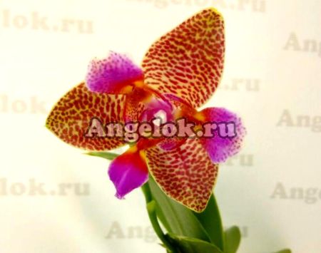 фото Фаленопсис Джой Фейри Тейл детка (Phalaenopsis Joy Fairy Tale) Тайвань от магазина магазина орхидей Ангелок
