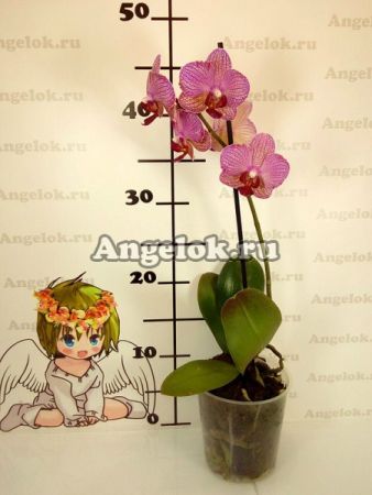 Фаленопсис (Phalaenopsis ) ph-116