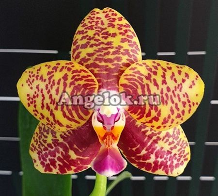 фото Фаленопсис Сого Пони (Phalaenopsis Sogo Pony) Тайвань от магазина магазина орхидей Ангелок