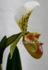 фото Пафиопедилум (Paphiopedilum) p-03 от магазина магазина орхидей Ангелок