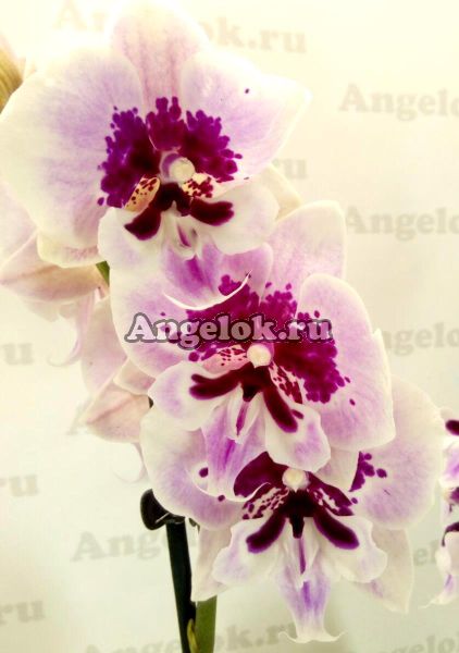 фото Фаленопсис Биг Лип Аладдин (Phalaenopsis Aladdin) от магазина магазина орхидей Ангелок
